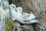 Northern Fulmar